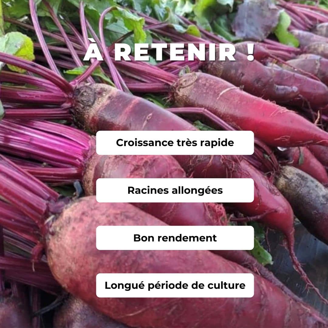 Comment cultiver la betterave cylindra avec monde végétal