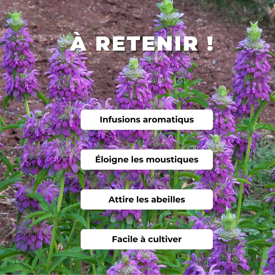Comment cultiver la monarde citron à partir de graines monde végétal