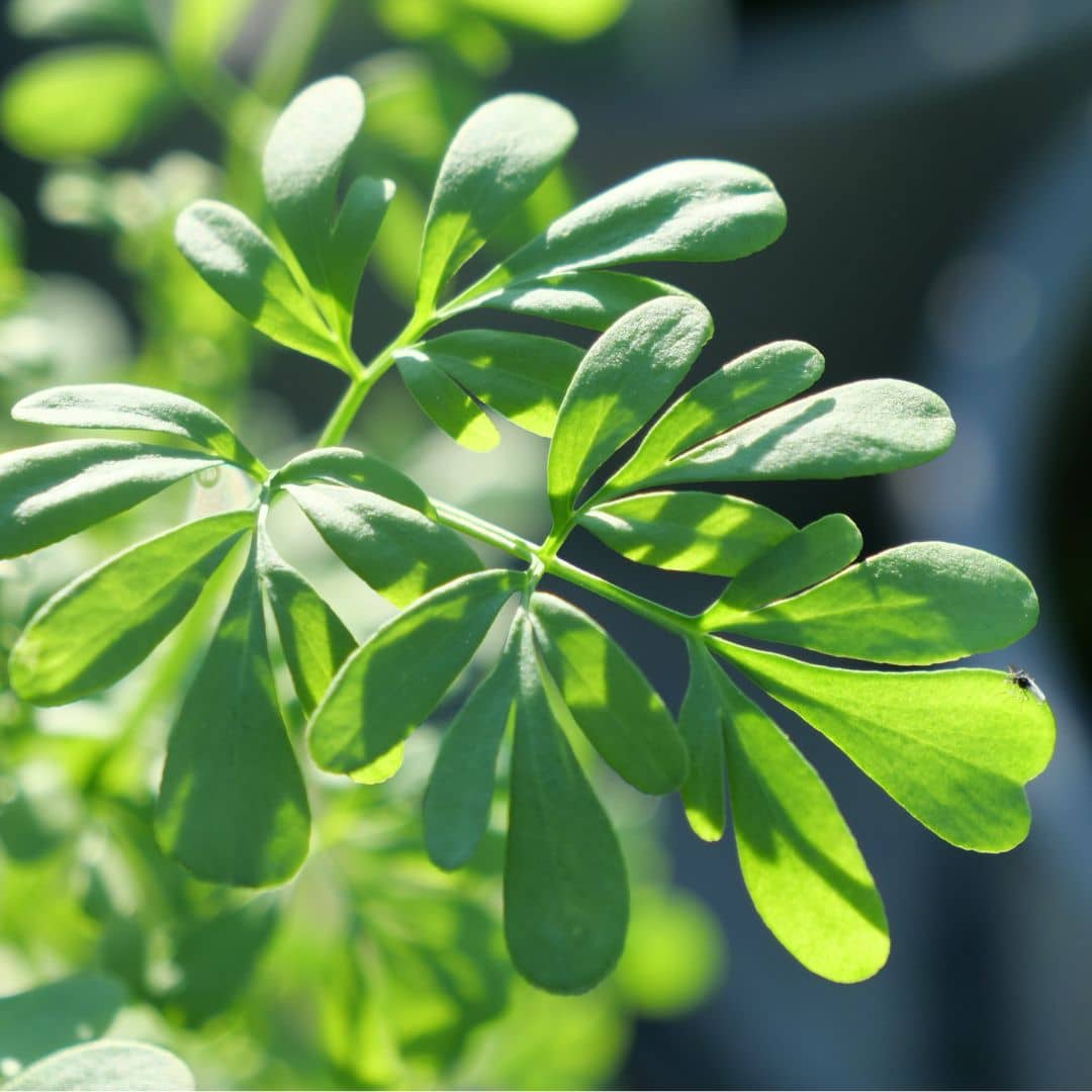 Comment cultiver la rue officinale ruta graveolens monde vegetal