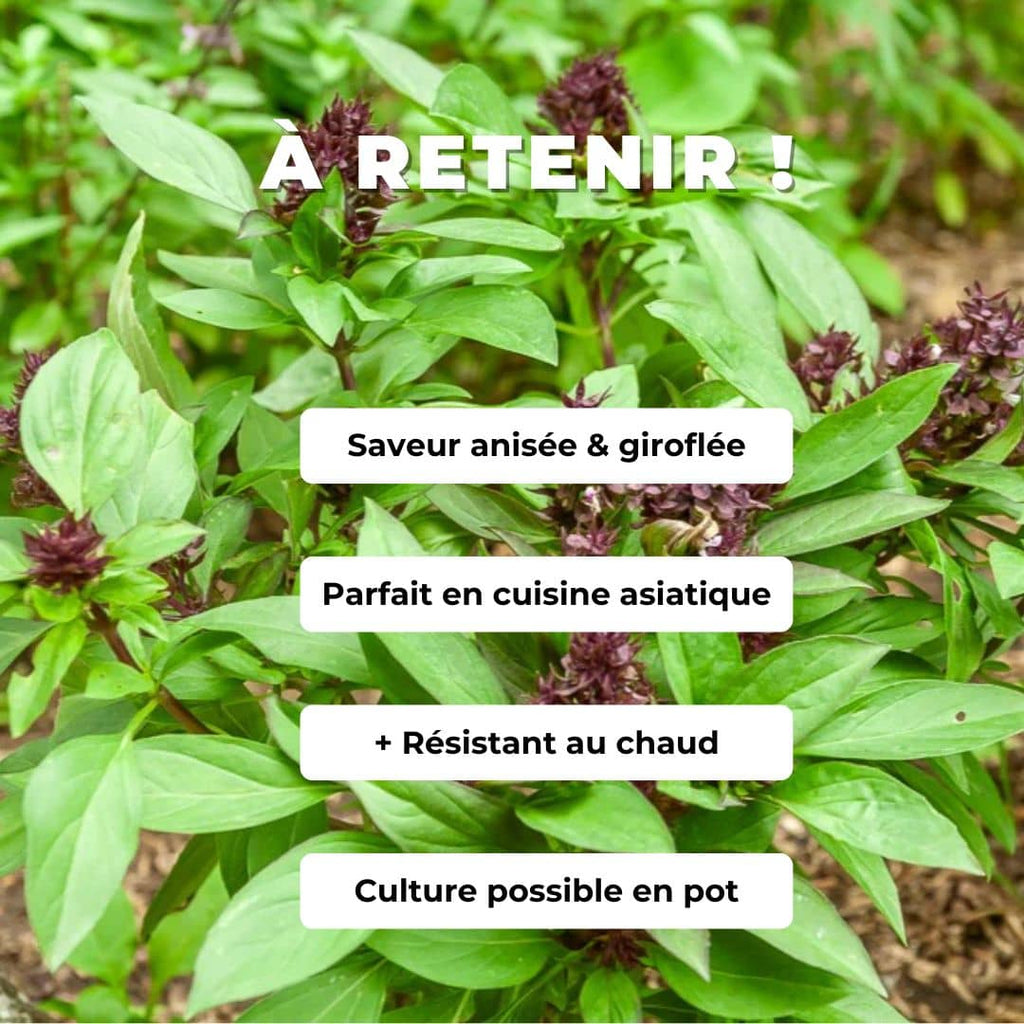 Comment cultiver le Basilic Siam Queen monde végétal Ocimum basilicum thrysiflora
