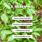 Comment cultiver le Basilic Siam Queen monde végétal Ocimum basilicum thrysiflora