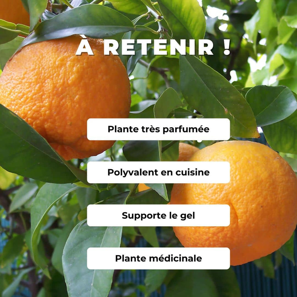 Comment cultiver le Bigaradier monde végétal