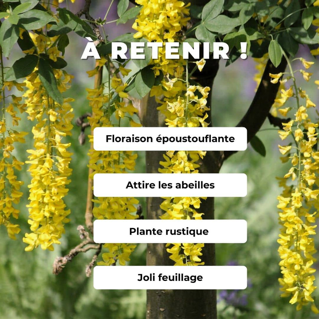 Comment cultiver le Cytise faux ébénier laburnum anagyroides monde végétal