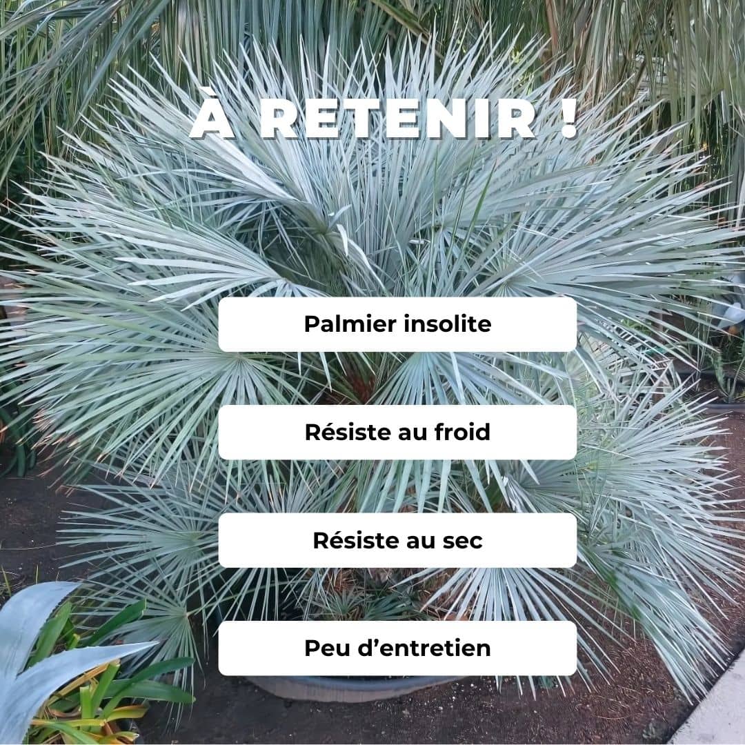 Comment cultiver le Palmier Bleu de l'Atlas (Chamaerops humilis var cerifera) palmier bleu du maroc monde végétal