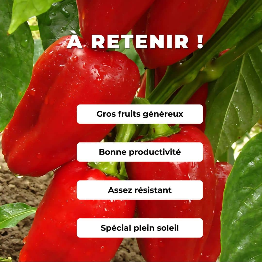 Comment cultiver le Poivron Doux d'Espagne Dulce de espana