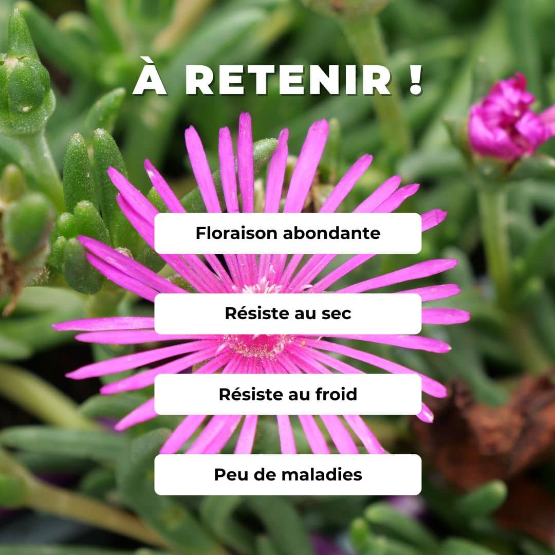 Comment cultiver le Pourpier de Cooper Delosperma cooperi pourpier vivace plant monde végétal