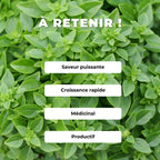 Comment cultiver le basilic fin vert ocimum basilicum monde végétal