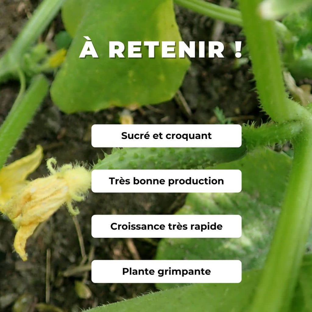 Comment cultiver le cornichon fin de meaux monde vegetal