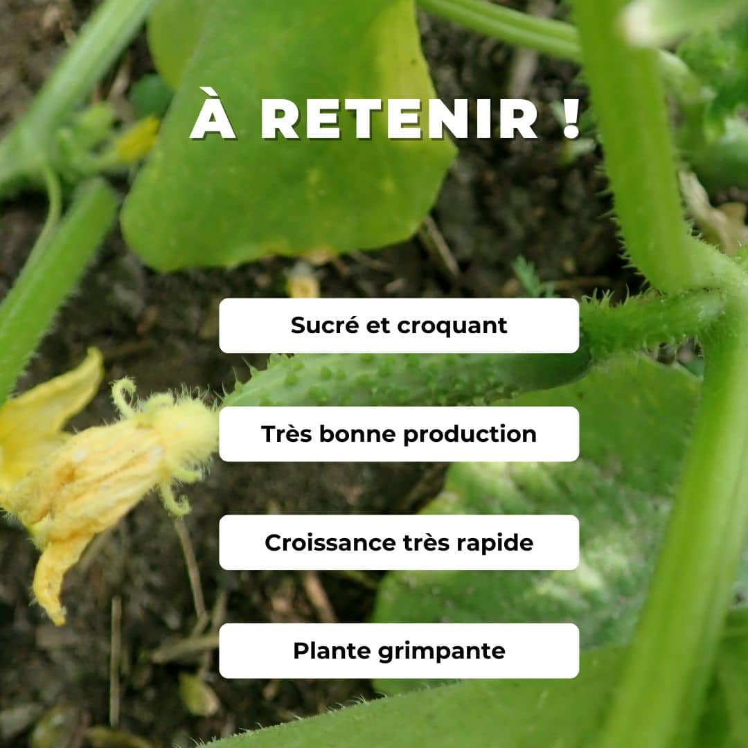 Comment cultiver le cornichon fin de meaux monde vegetal