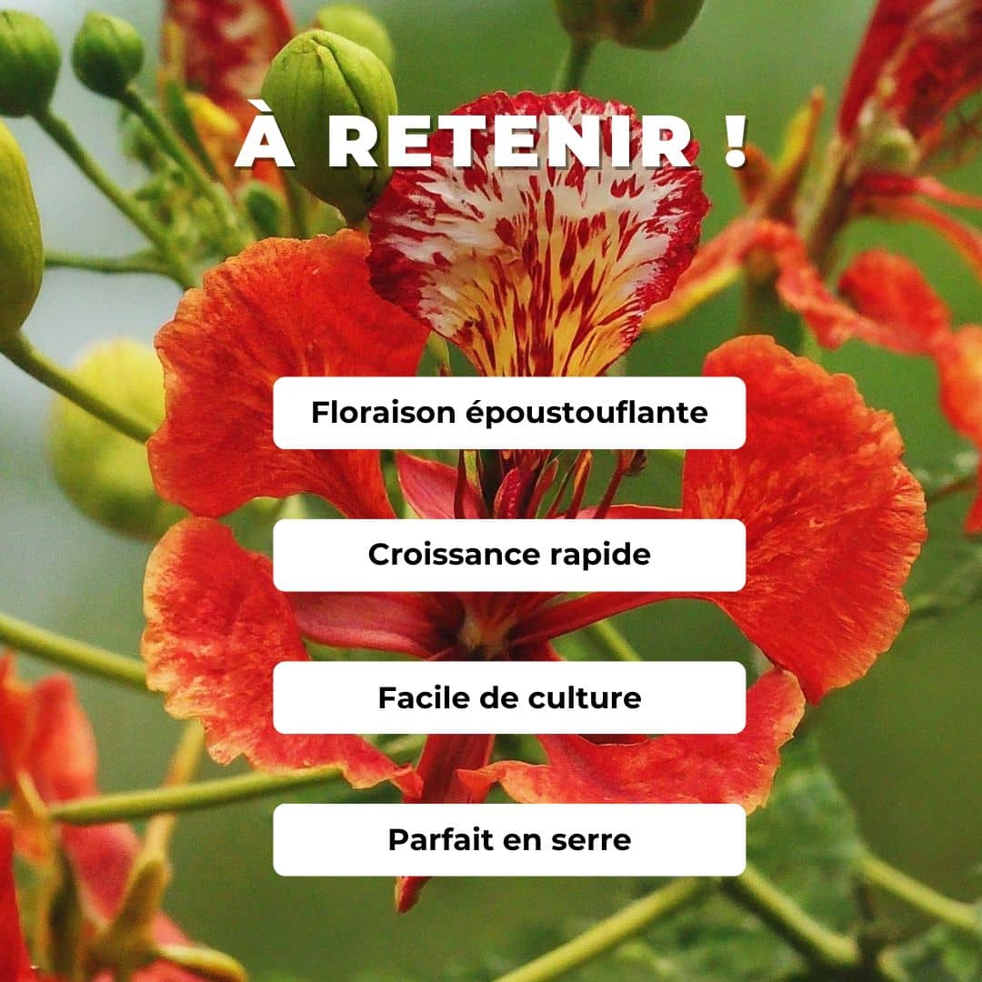 Comment cultiver le delonix regia avec tous les conseils de culture de Monde Végétal