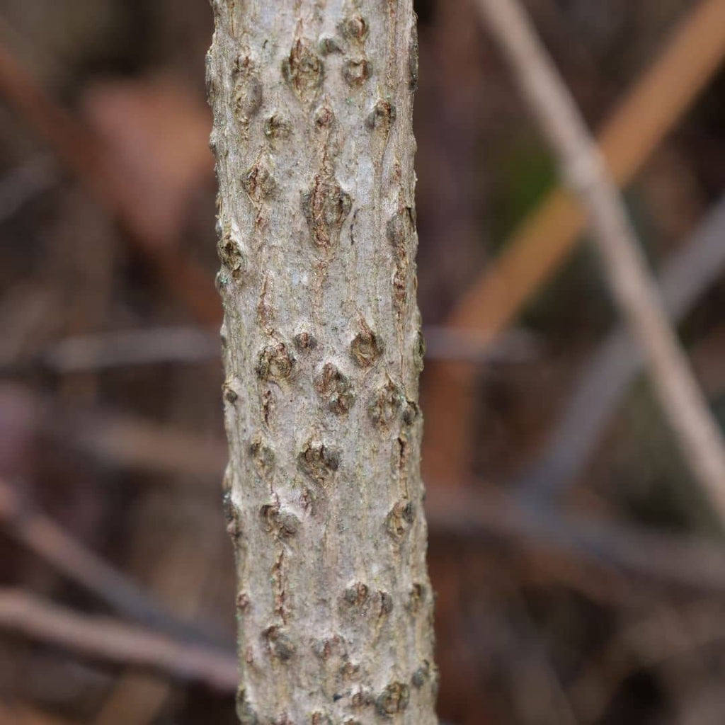 Comment cultiver le sureau noir sambucus nigra avec monde vegetal
