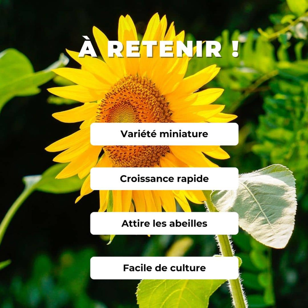Comment cultiver le tournesol nain avec des graines de helianthus annuus sunspot cola