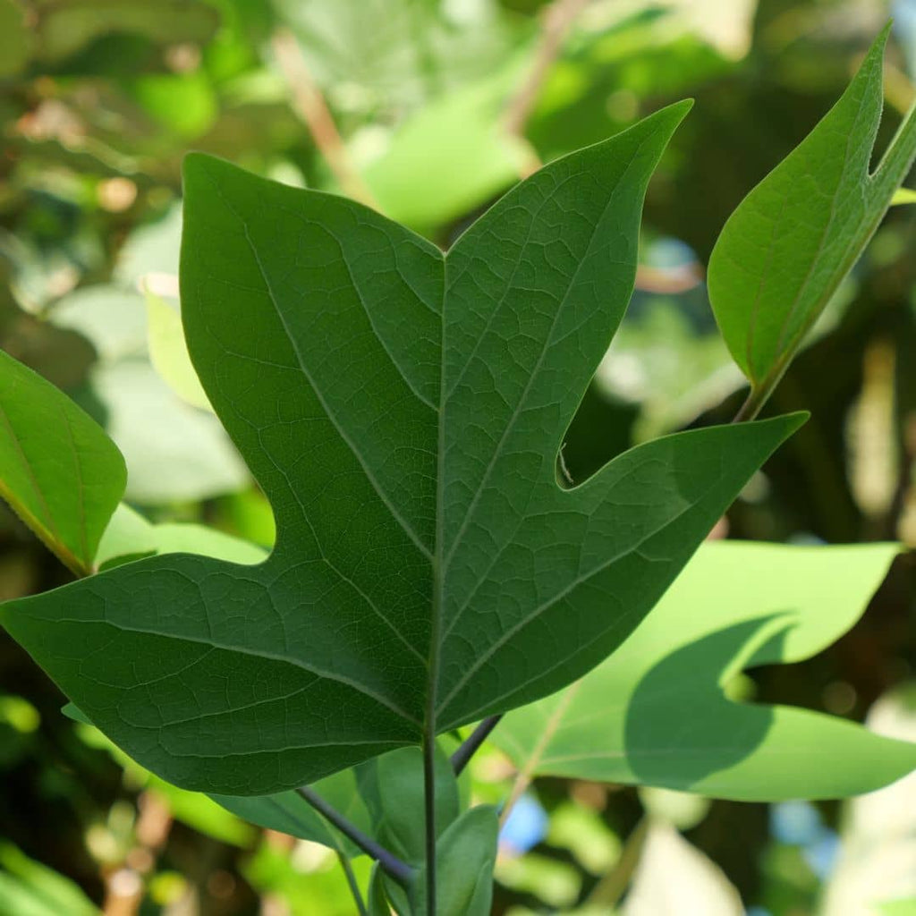 Comment cultiver le tulipier de virginie monde vegetal