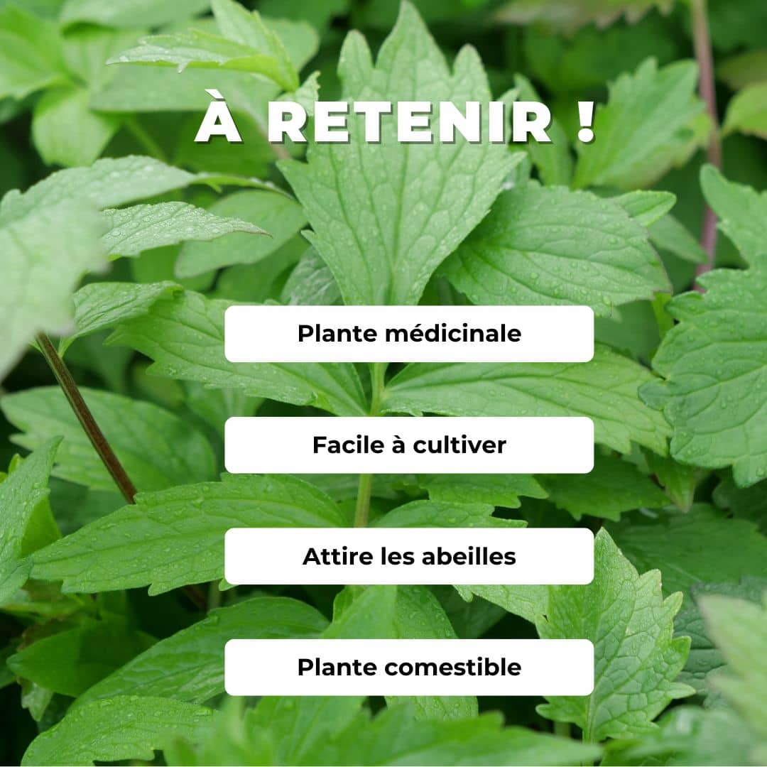 Comment cultiver les graines de valeriane officinale monde vegetal