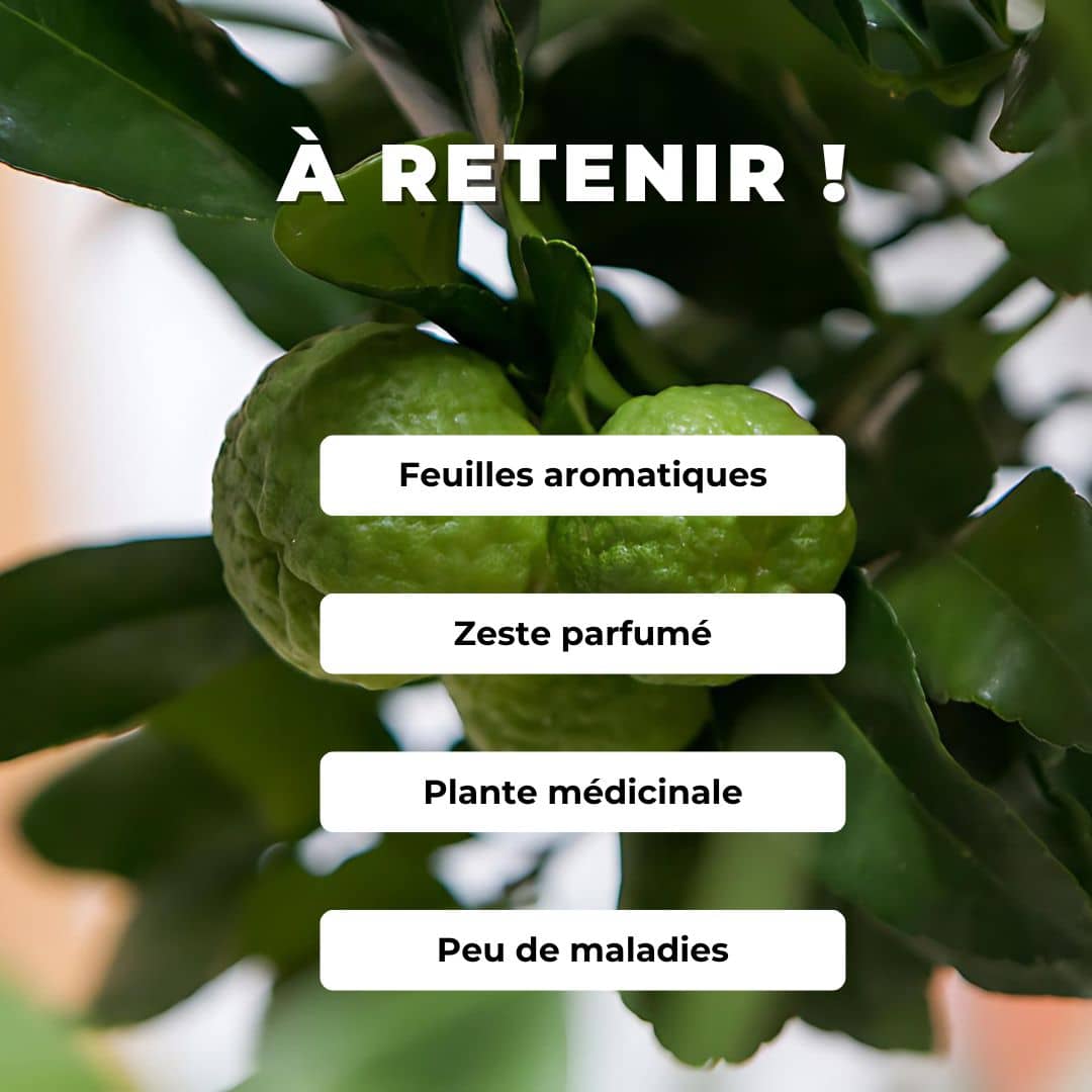 Comment cultiver son Baby Plant de Combava Citrus hystrix