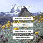 Comment cultiver un plant de artemisia glacialis genepi des glaciers