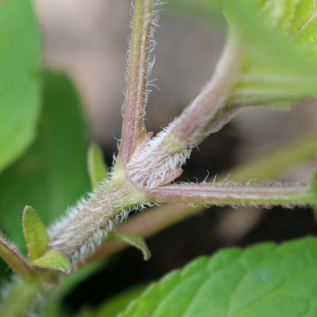 Comment cultiver un plant de sauge ananas salvia elegans en godet monde végétal