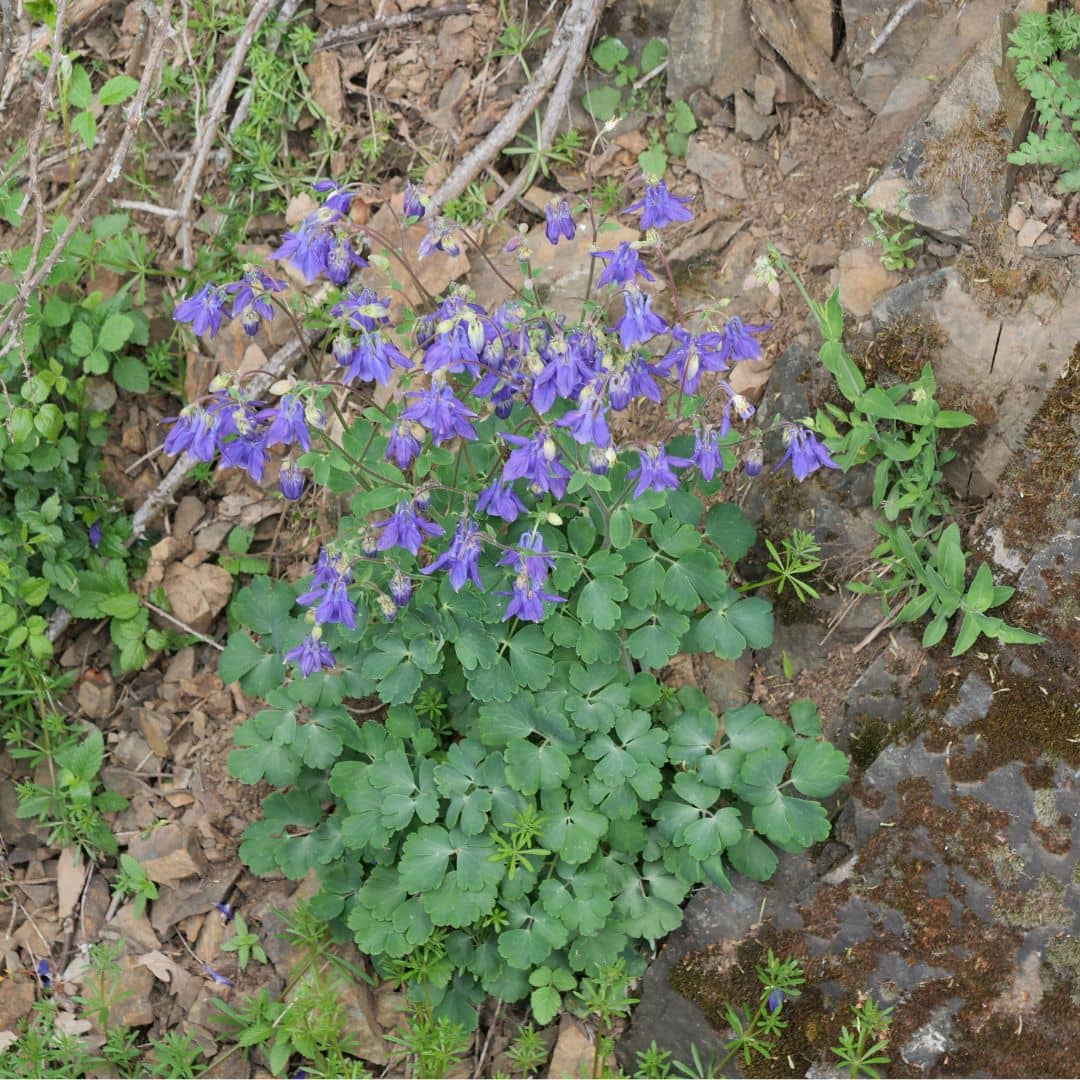 Comment faire germer des graines d'Ancolie commune monde vegetal