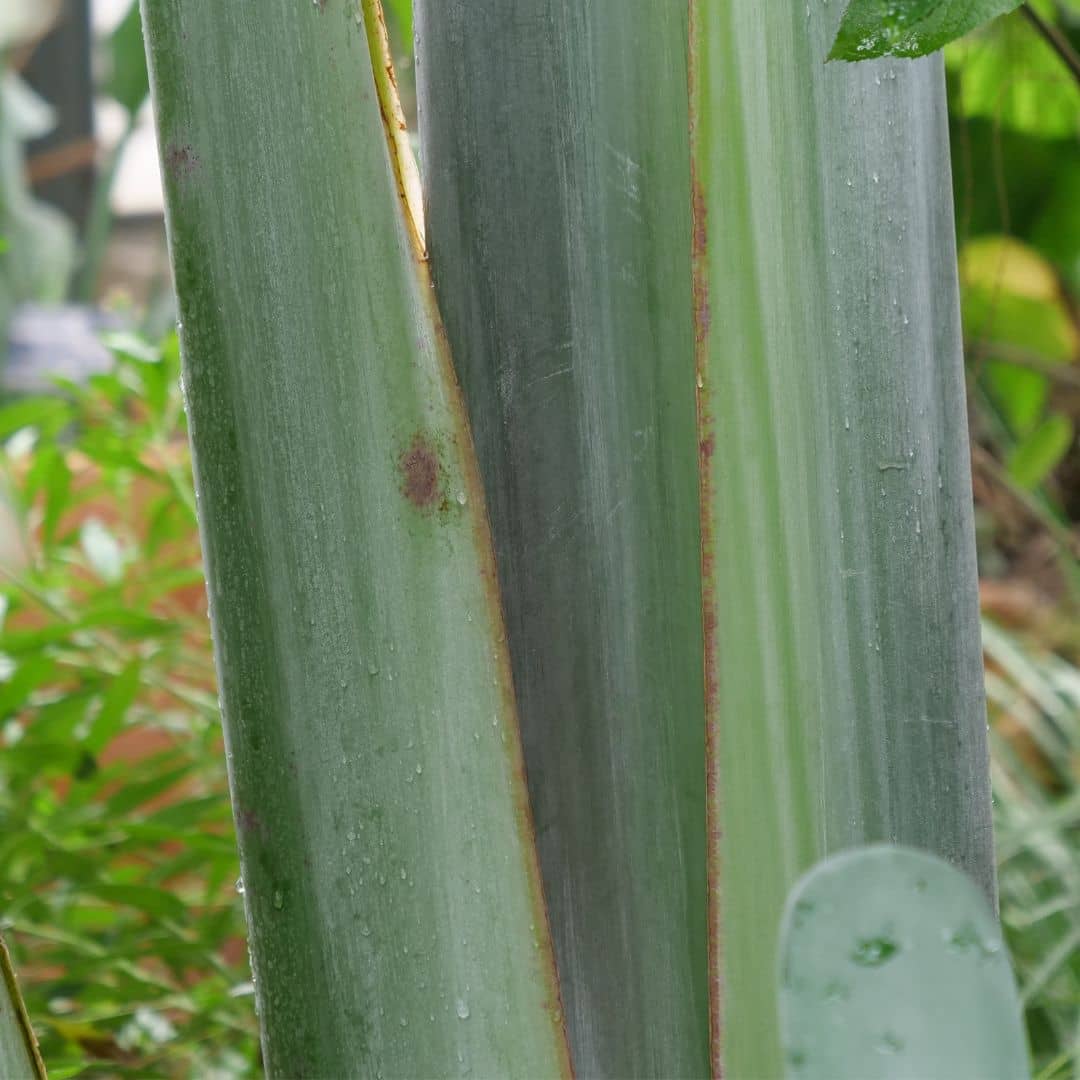 Comment faire germer des graines d'oiseau de paradis géant strelitzia nicolai et les cultiver