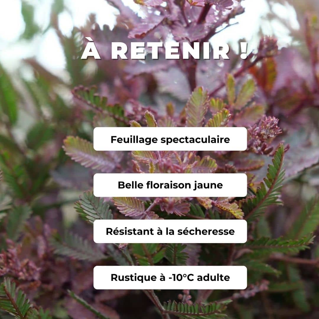 Comment faire germer des graines de Acacia baileyana Purpurea et le cultiver monde vegetal