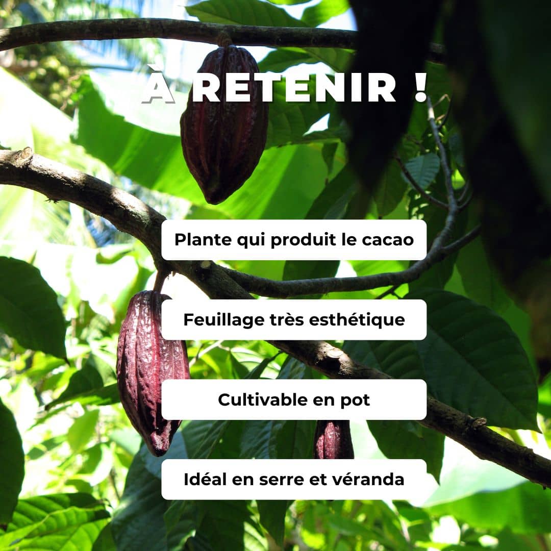 Comment faire germer des graines de cacaotier cacaoyer monde vegetal