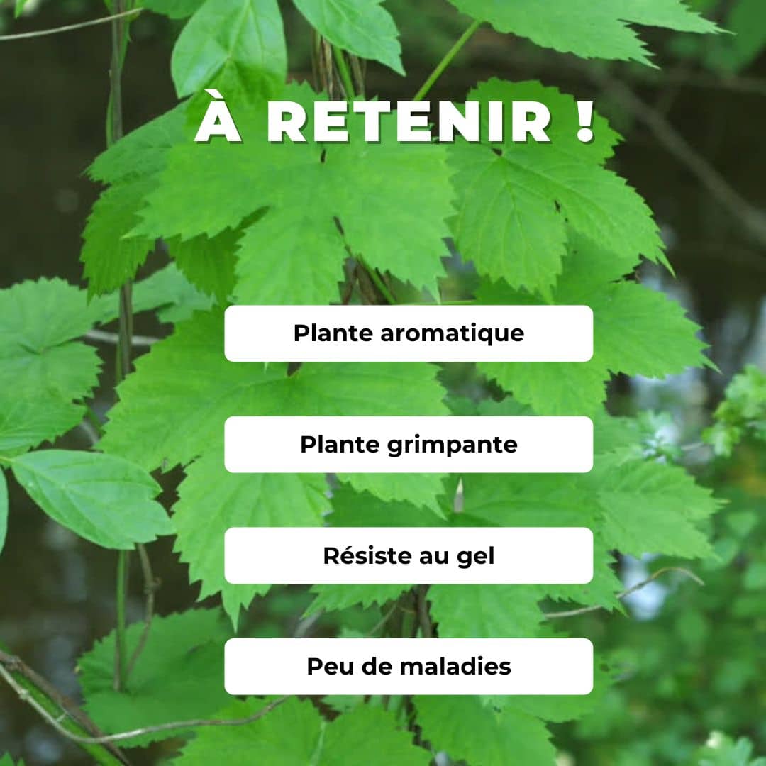 Comment faire germer des graines de houblon humulus lupulus monde vegetal