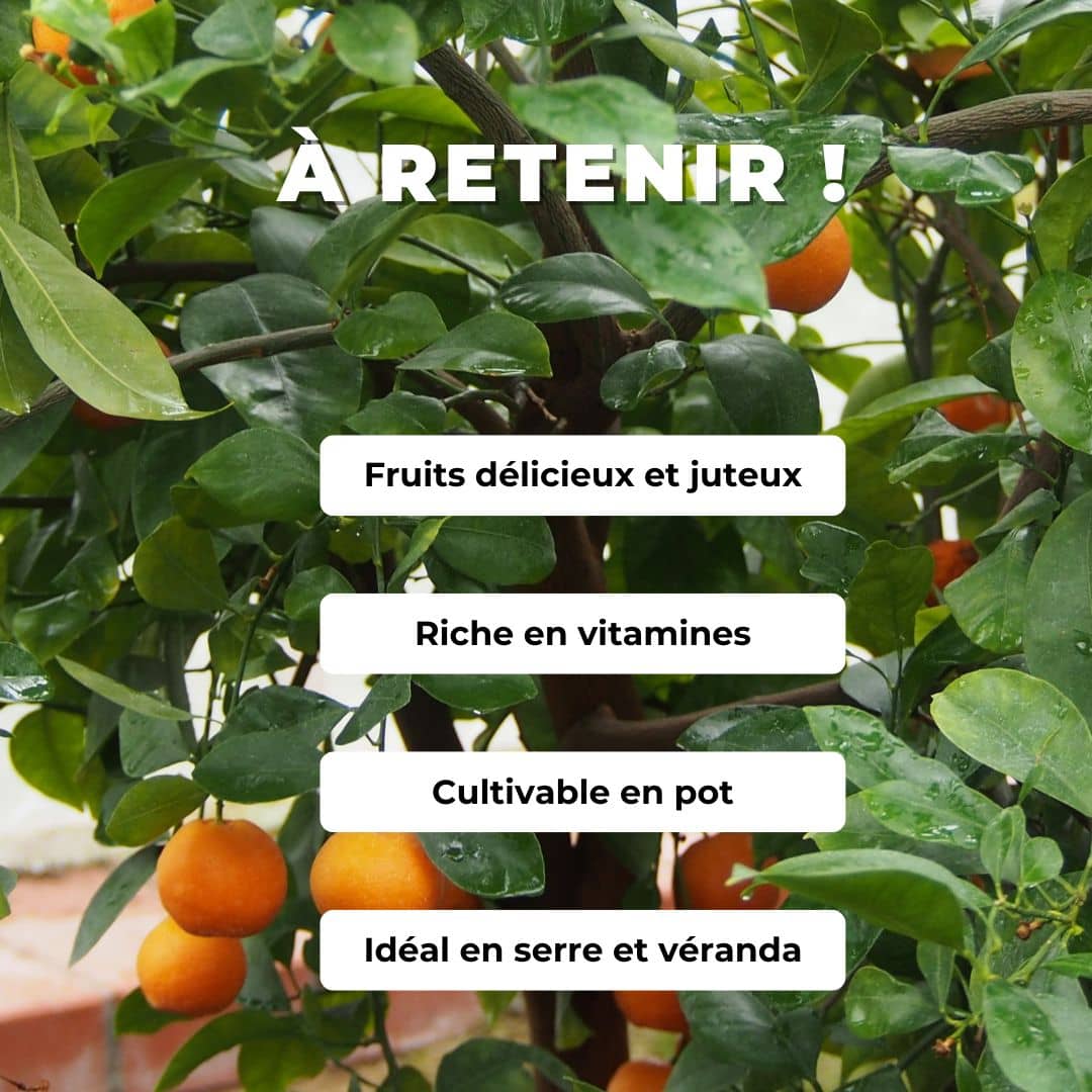Comment faire germer des graines de mandarinier citrus reticulata