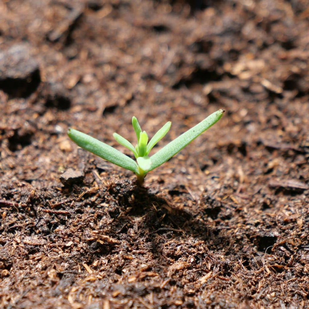 Comment faire germer des graines de sequoia sempervirens sequoia toujours vert à feuilles d'if