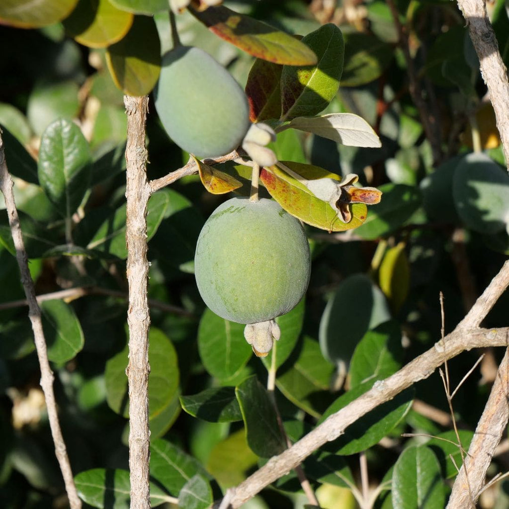 Comment manger les fruits du feijoa monde vegetal