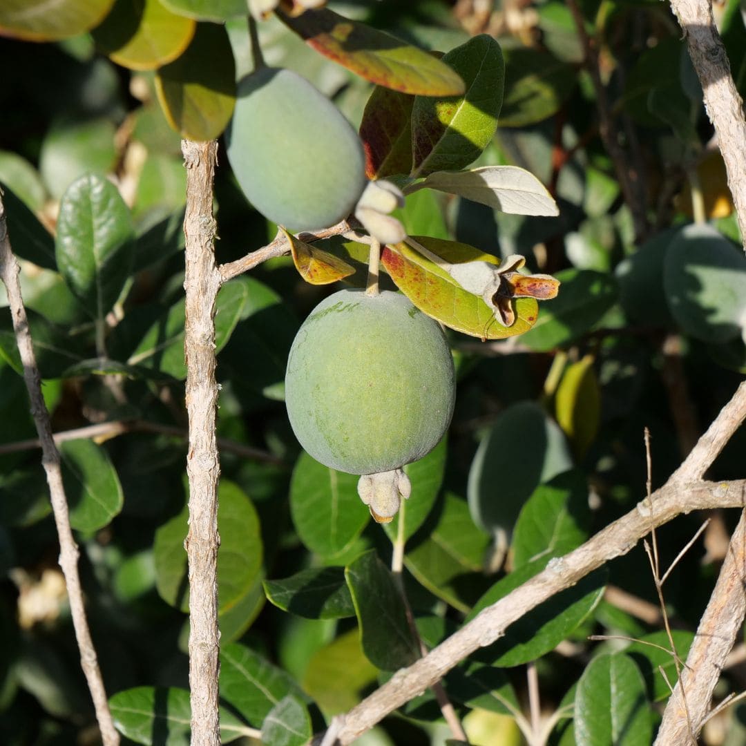 Comment manger les fruits du feijoa monde vegetal