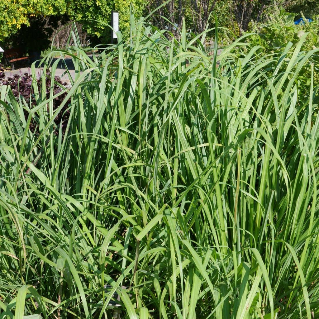 Comment planter et cultiver la Citronnelle de madagascar monde vegetal