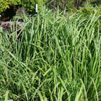 Comment planter et cultiver la Citronnelle de madagascar monde vegetal