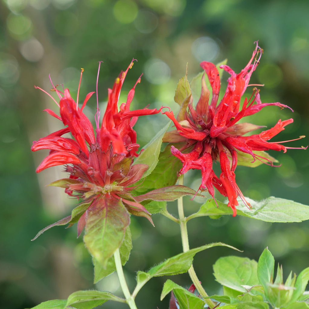 Comment planter et cultiver la Monarde Rouge Monde Végétal