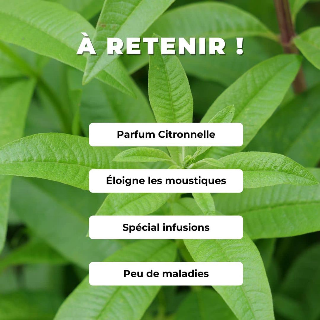 Comment planter et cultiver la Verveine Citronnelle Monde Végétal