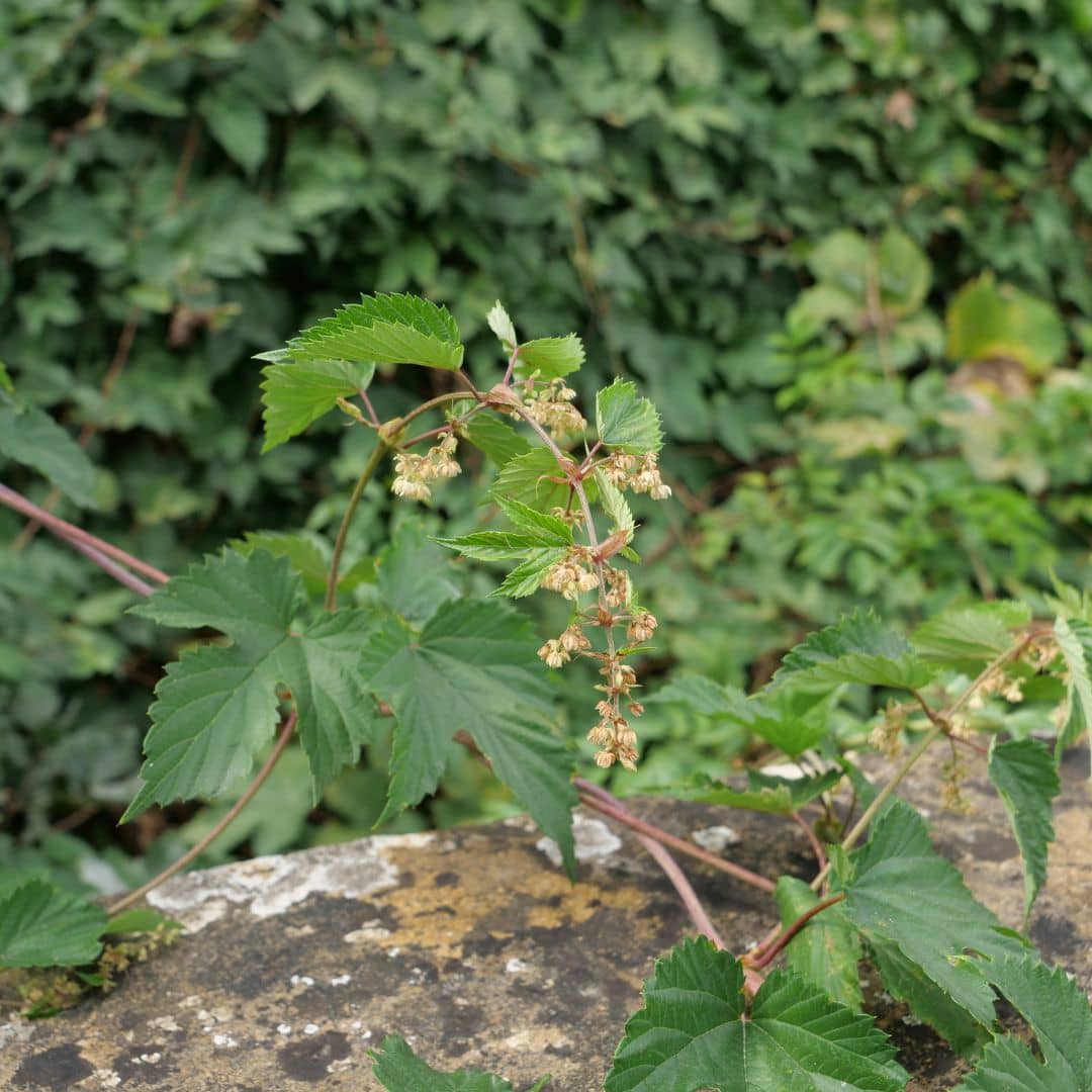 Comment planter et cultiver le houblon monde vegetal