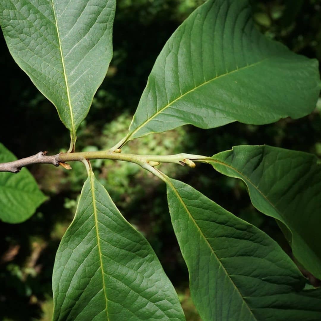 Comment planter l’Asimina triloba et cultiver la mangue du Canada