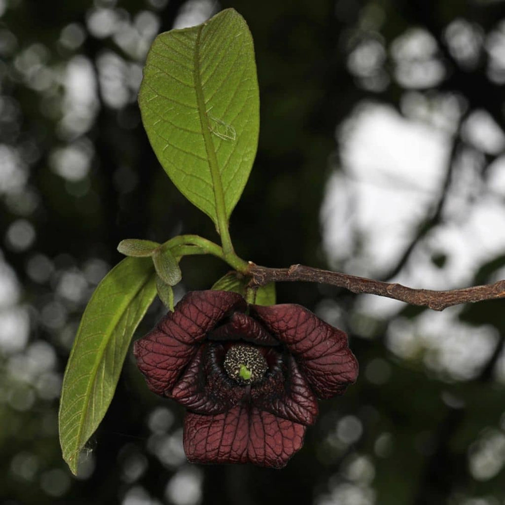 Comment polliniser les fleurs de l’asiminier pour produire des fruits