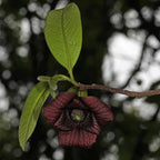 Comment polliniser les fleurs de l’asiminier pour produire des fruits