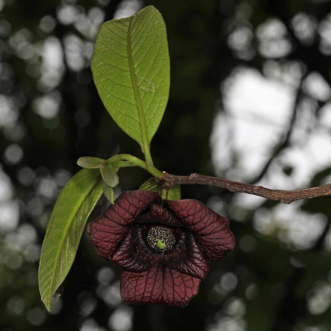 Comment polliniser les fleurs de l’asiminier pour produire des fruits