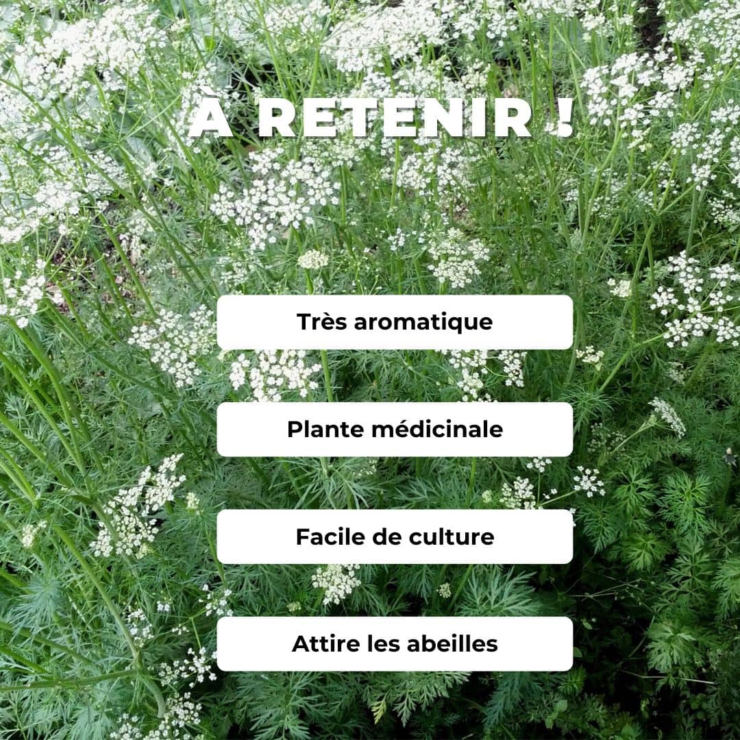 Comment semer des graines de cumin et comment le cultiver monde végétal