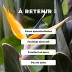 Comment semer des grains de Strelitzia reginae et cultiver l'oiseau de paradis avec les conseils de monde vegetal