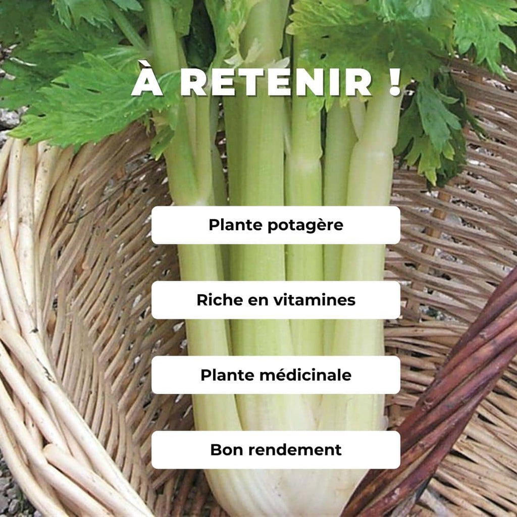 Comment semer du Céleri Golden Self Blanching 2 (Apium graveolens) comment le cultiver avec monde végétal