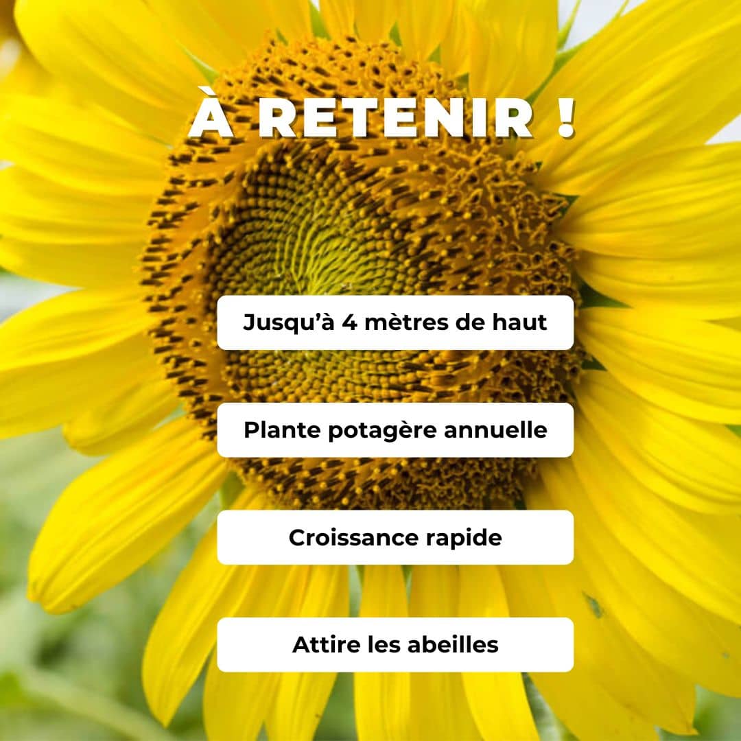 Comment semer et cultiver des GRAINES - Tournesol Géant (Helianthus annuus Giganteus) avec monde végétal