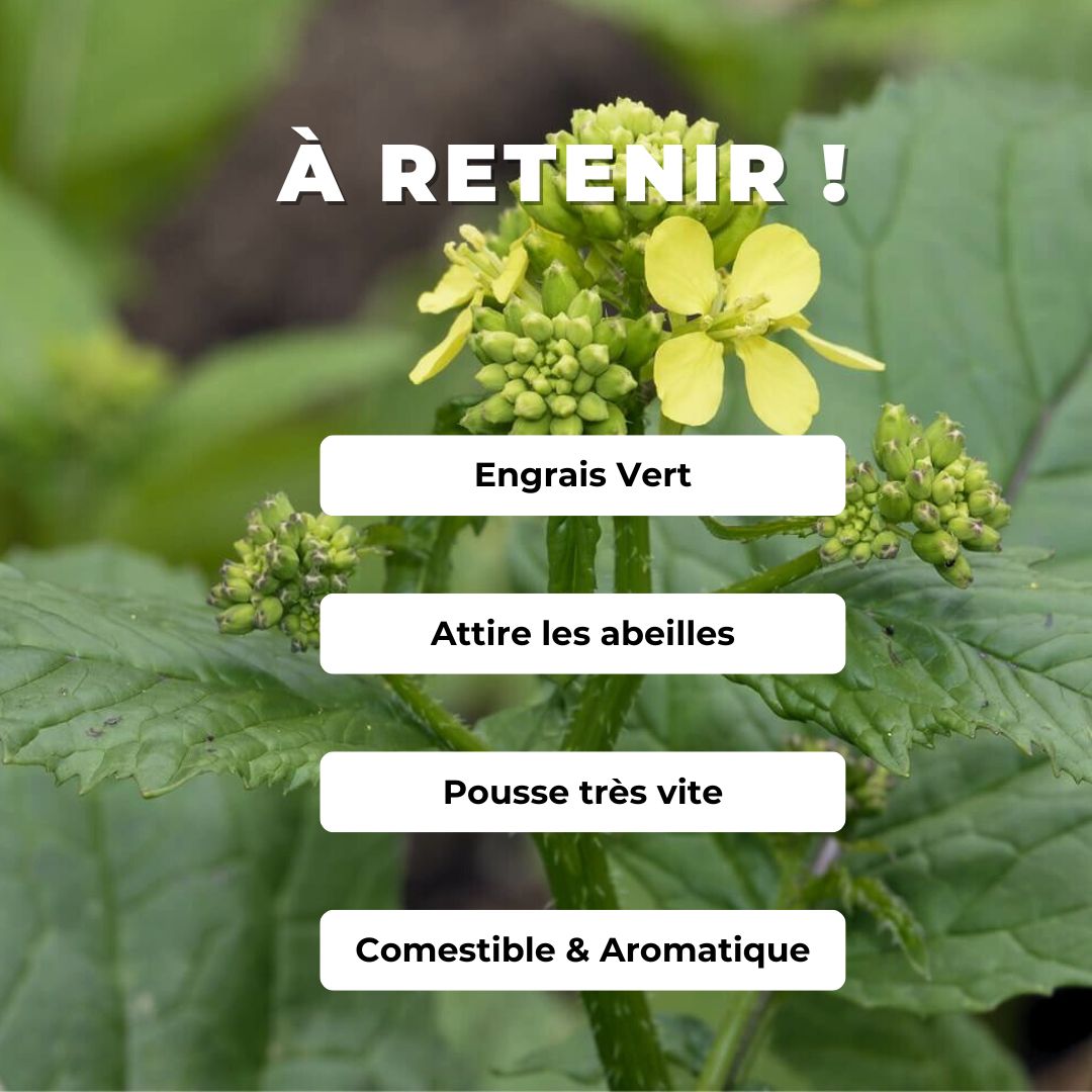 Comment semer et  cultiver des GRAINES Moutarde Noire à semer Brassica nigra à cultiver monde végétal