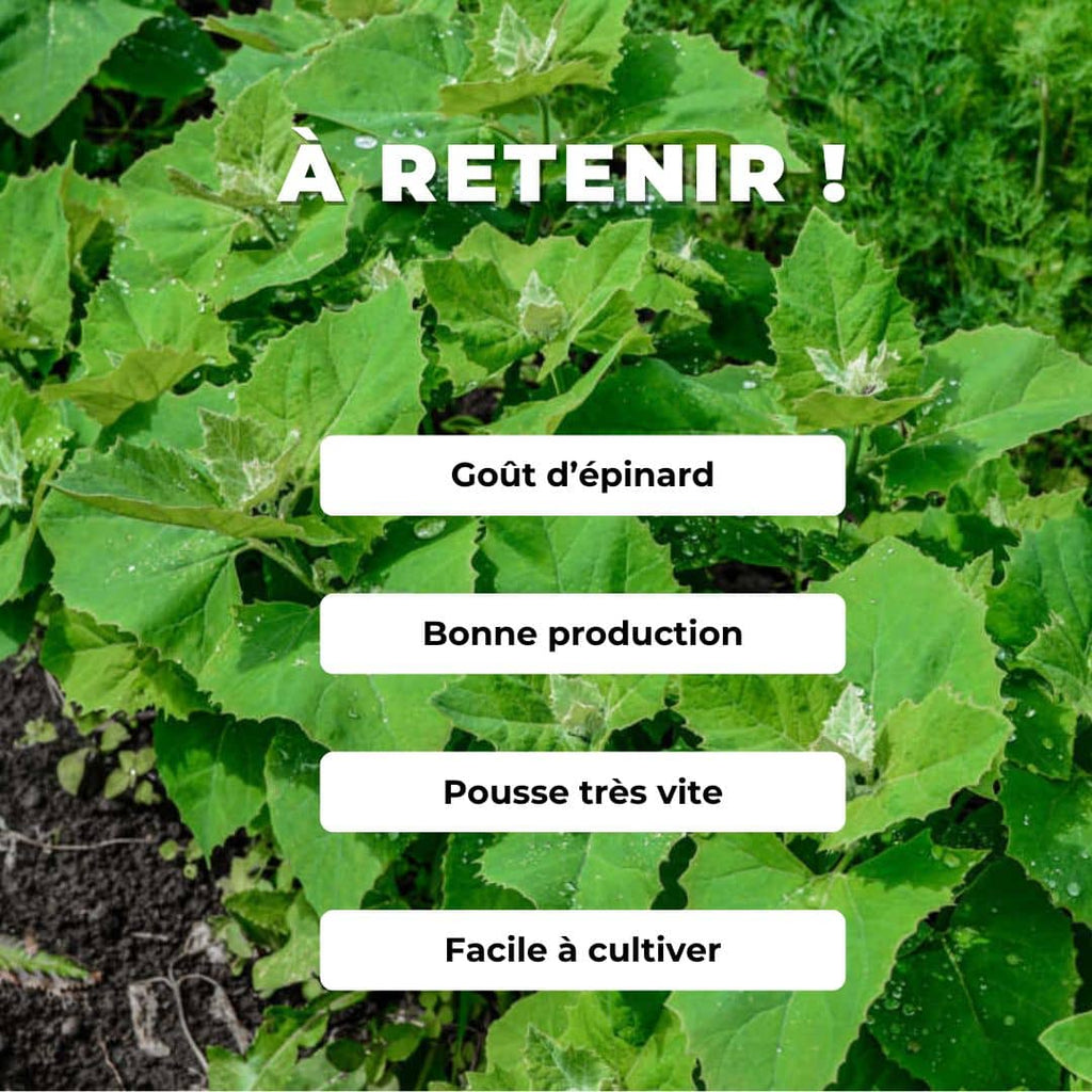 Comment semer et cultiver des graines Arroche des Jardins 'Plume Vert' 