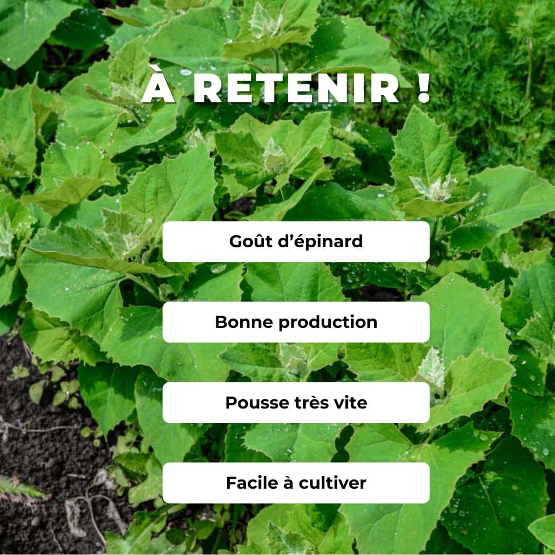 Comment semer et cultiver des graines Arroche des Jardins 'Plume Vert' 
