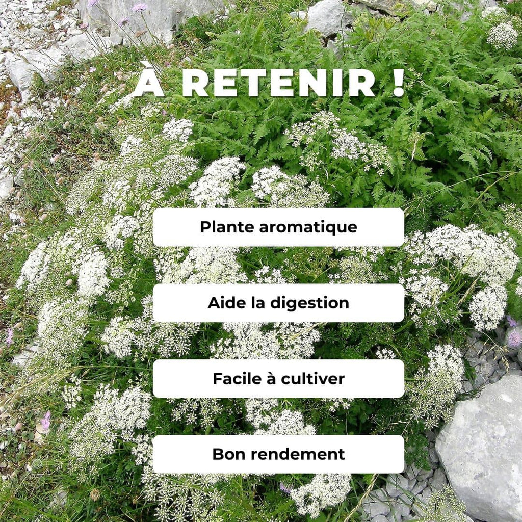 Comment semer et cultiver des graines d'anis vert Pimpinella anisum