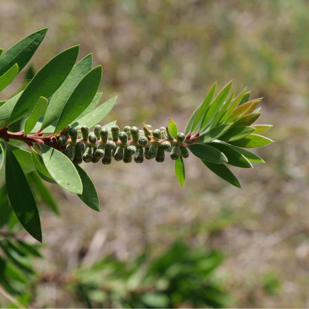 Rince-bouteille citron (Callistemon citrinus) — photo 4