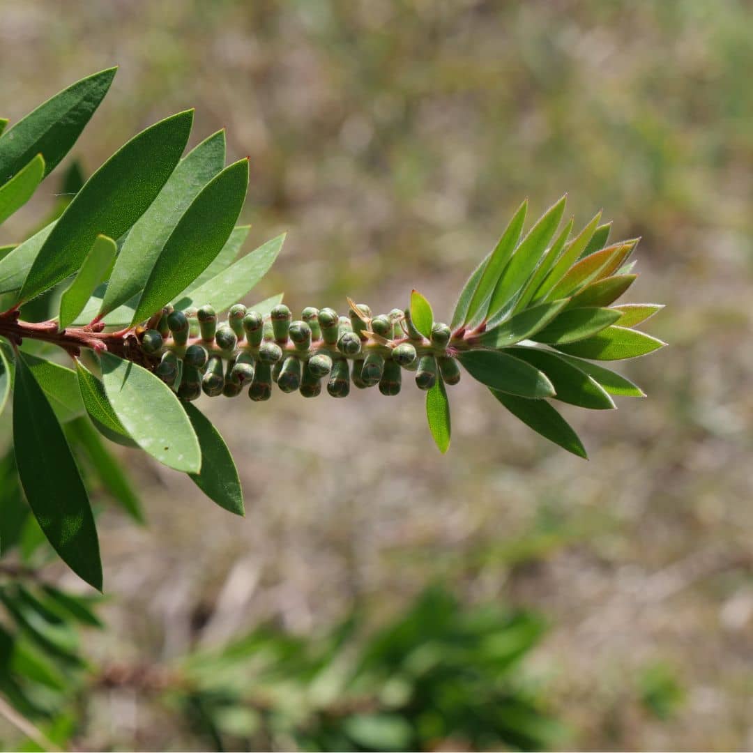 GRAINES - Rince-Bouteille (Callistemon citrinus)