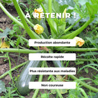 Comment semer et cultiver des graines de Courgette Black Beauty